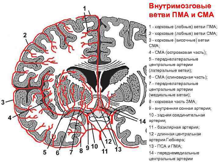 Внутримозговые ветви ПМА и СМА 1 - корковые (лобные) ветви ПМА; 2 - корковые