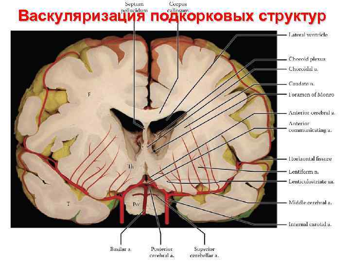 Васкуляризация подкорковых структур 