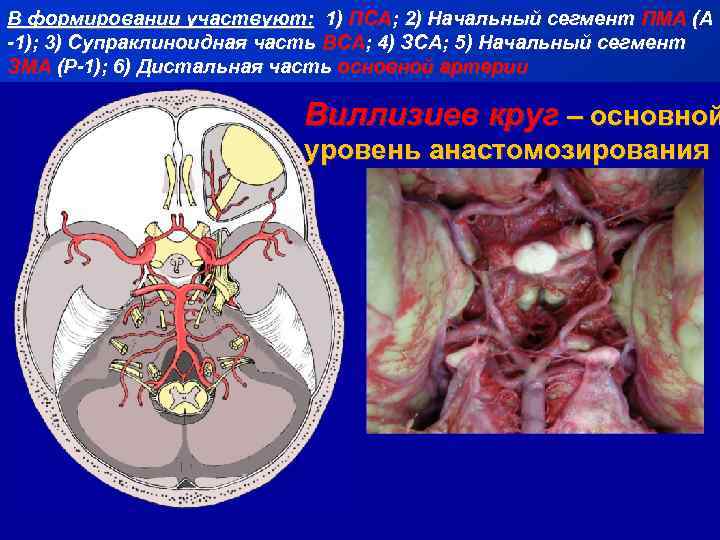 В формировании участвуют: 1) ПСА; 2) Начальный сегмент ПМА (А -1); 3) Супраклиноидная часть