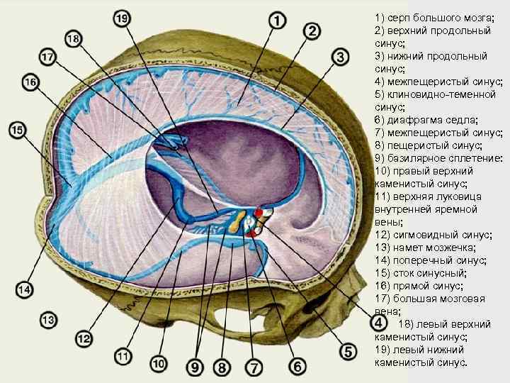 1) серп большого мозга; 2) верхний продольный синус; 3) нижний продольный синус; 4) межпещеристый
