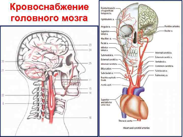 Кровообращение в голове схема