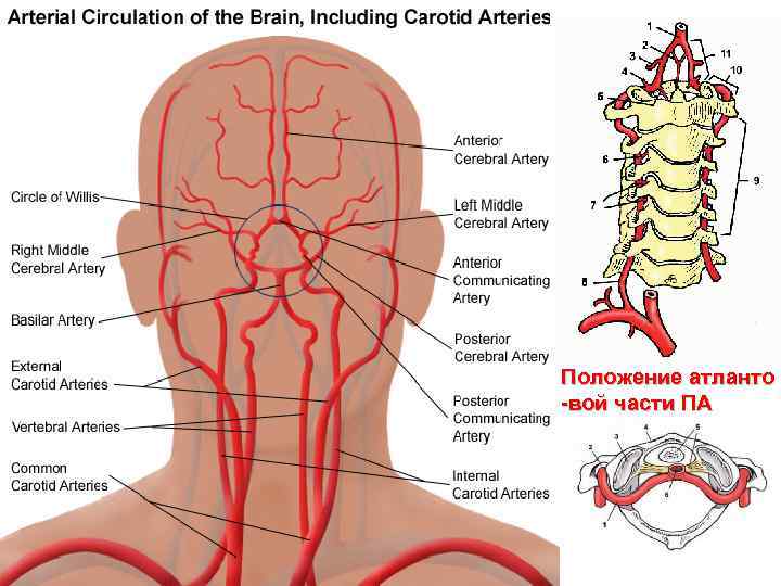 Положение атланто -вой части ПА 