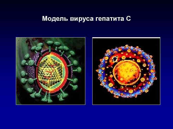 Модель вируса гепатита С 