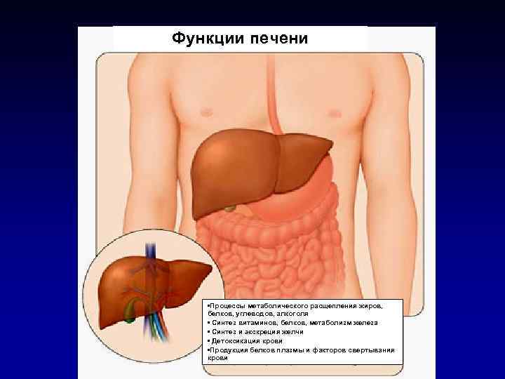 Функции печени • Процессы метаболического расщепления жиров, белков, углеводов, алкоголя • Синтез витаминов, белков,