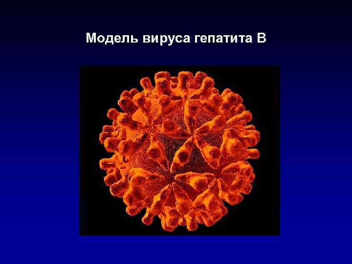 Модель вируса гепатита В 