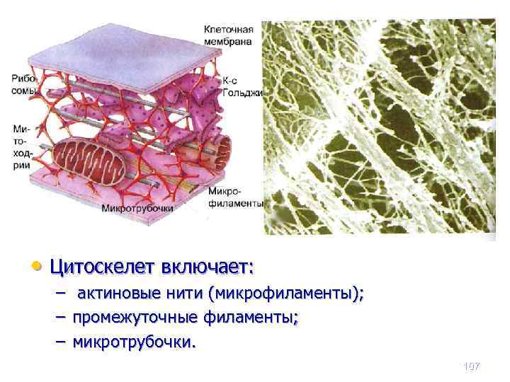  • Цитоскелет включает: – актиновые нити (микрофиламенты); – промежуточные филаменты; – микротрубочки. 107