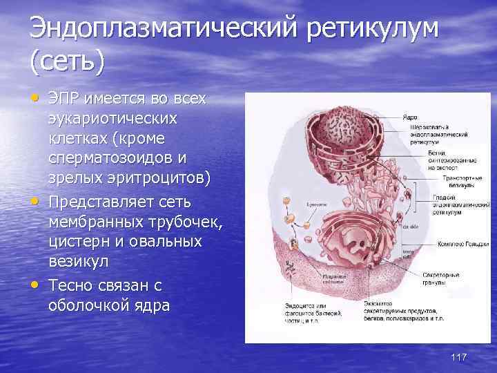 Эндоплазматический ретикулум (сеть) • ЭПР имеется во всех • • эукариотических клетках (кроме сперматозоидов
