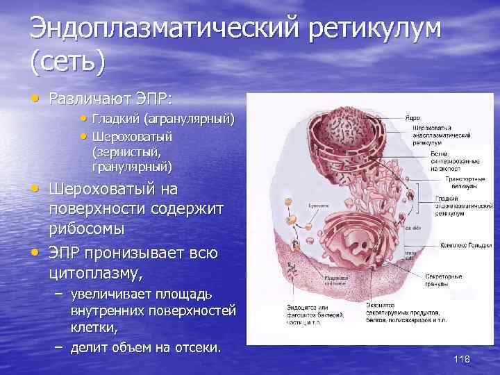 Эндоплазматический ретикулум (сеть) • Различают ЭПР: • Гладкий (агранулярный) • Шероховатый (зернистый, гранулярный) •