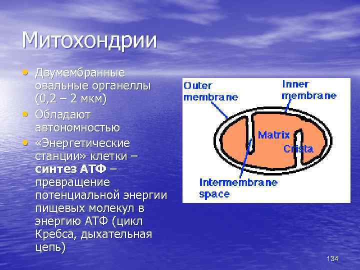 Митохондрии • Двумембранные • • овальные органеллы (0, 2 – 2 мкм) Обладают автономностью