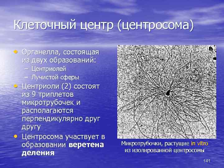Клеточный центр (центросома) • Органелла, состоящая из двух образований: – Центриолей – Лучистой сферы