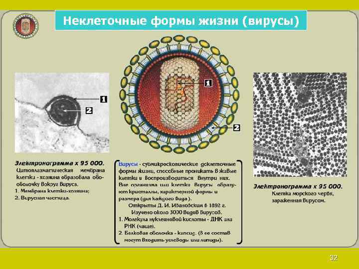 Неклеточные формы жизни (вирусы) 32 