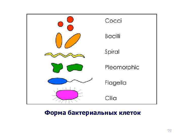 Форма бактериальных клеток 58 