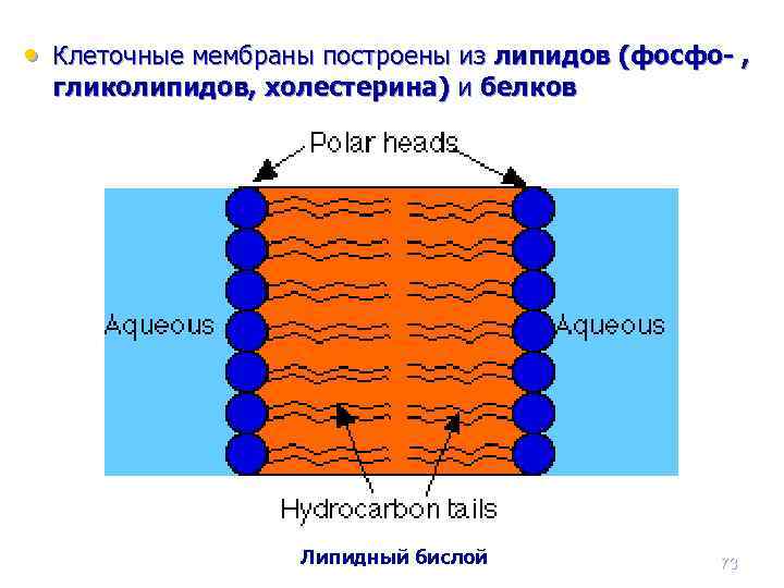  • Клеточные мембраны построены из липидов (фосфо- , гликолипидов, холестерина) и белков Липидный