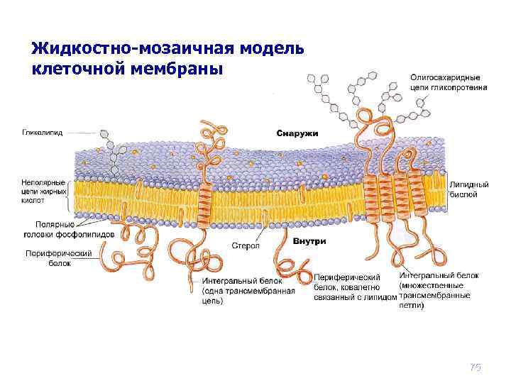 Жидкостно-мозаичная модель клеточной мембраны 75 