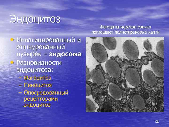 Эндоцитоз • Инвагинированный и • Фагоциты морской свинки поглощают полистиреновые капли отшнурованный пузырек –