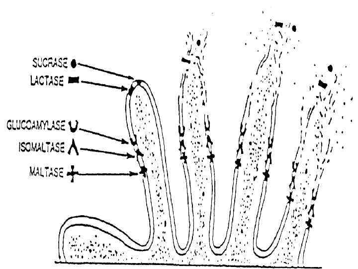 Поражение ворсинок кишечника 