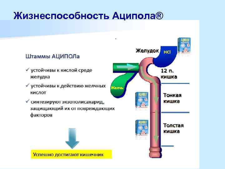 Жизнеспособность Аципола® 