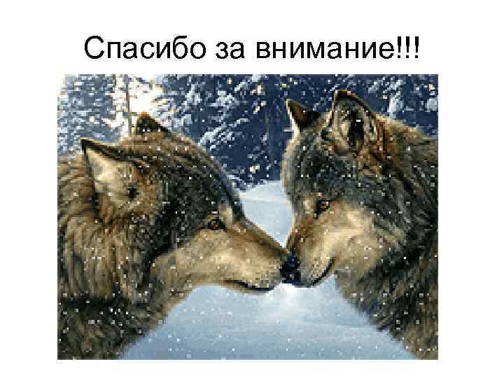 Спасибо за внимание!!! 