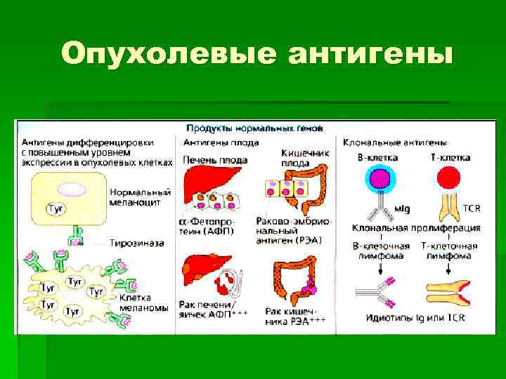 Опухолевые антигены 