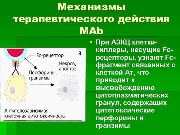 Антителозависимая клеточная цитотоксичность схема