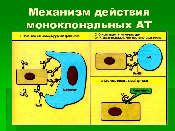 Механизм действия моноклональных АТ 