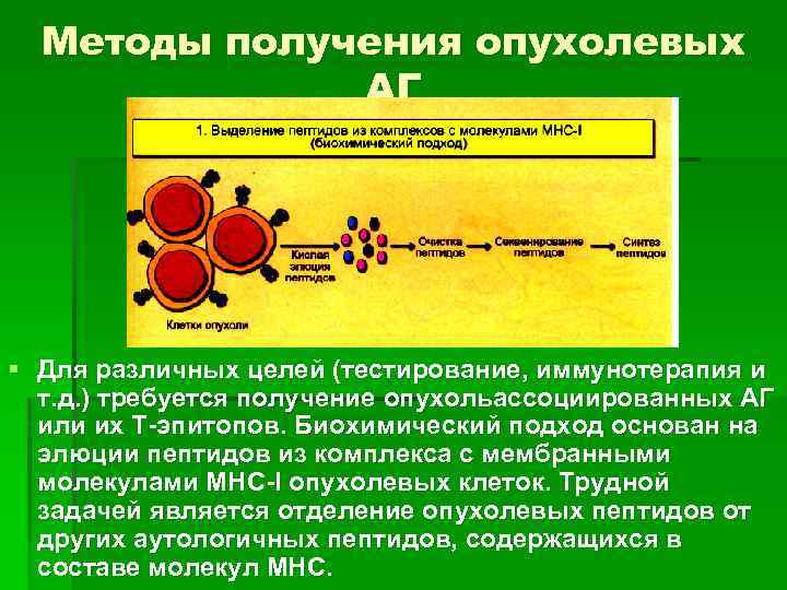 Методы получения опухолевых АГ § Для различных целей (тестирование, иммунотерапия и т. д. )