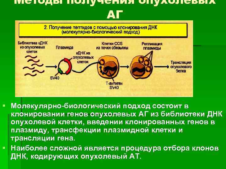 Методы получения опухолевых АГ § Молекулярно-биологический подход состоит в клонировании генов опухолевых АГ из