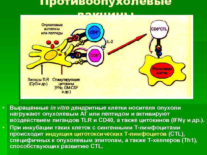 Противоопухолевые вакцины § Выращенные in vitro дендритные клетки носителя опухоли нагружают опухолевым АГ или