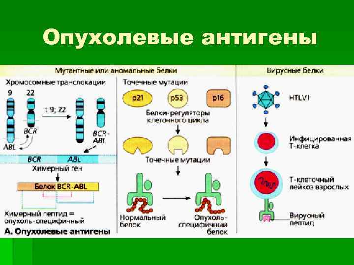 Опухолевые антигены 