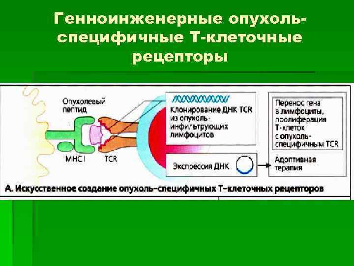 Генноинженерные опухольспецифичные Т-клеточные рецепторы 
