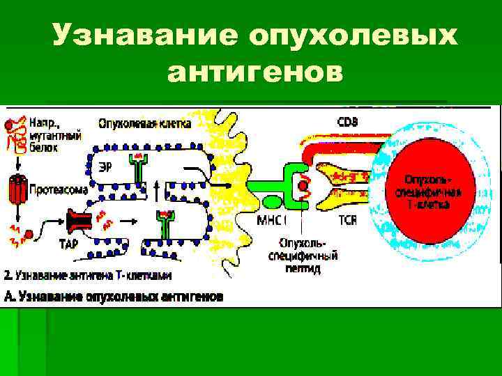 Узнавание опухолевых антигенов 