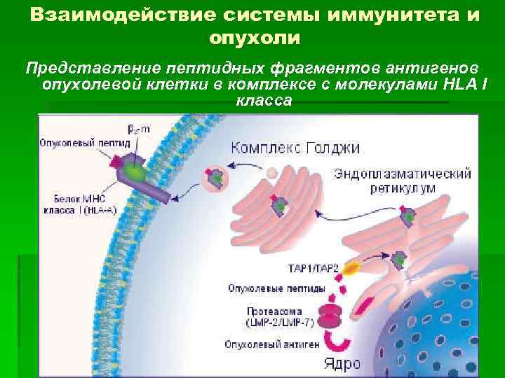 Взаимодействие системы иммунитета и опухоли Представление пептидных фрагментов антигенов опухолевой клетки в комплексе с