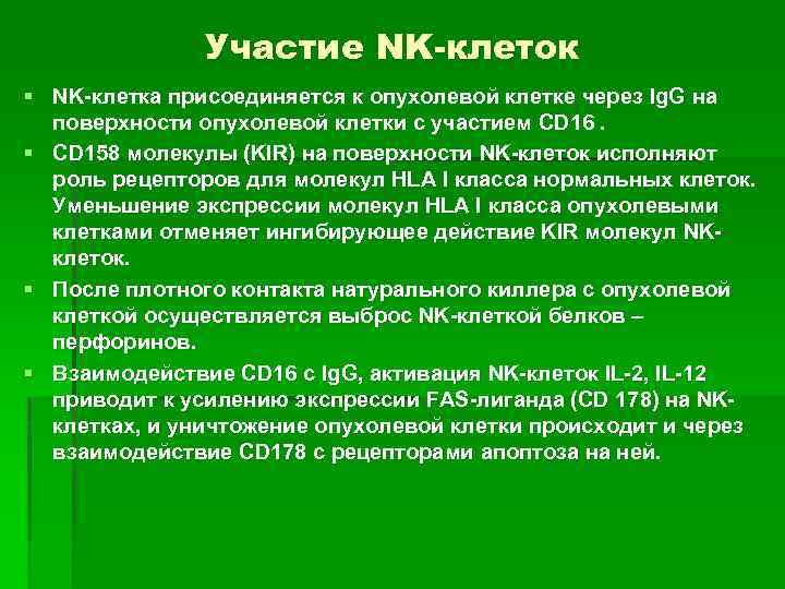 Участие NK-клеток § NK-клетка присоединяется к опухолевой клетке через Ig. G на поверхности опухолевой