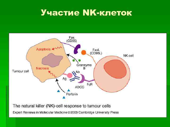 Участие NK-клеток 