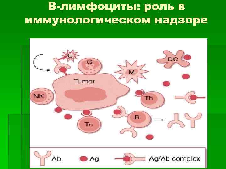 B-лимфоциты: роль в иммунологическом надзоре 