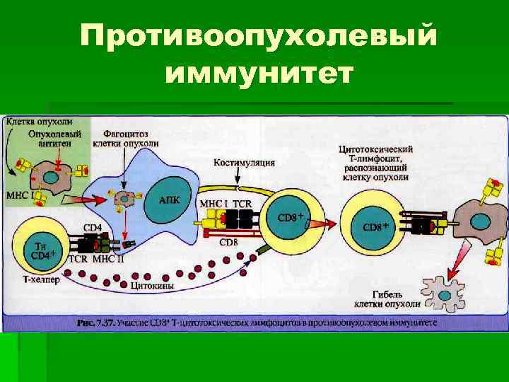 Противоопухолевый иммунитет 