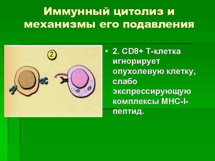 Иммунный цитолиз и механизмы его подавления § 2. СD 8+ Т-клетка игнорирует опухолевую клетку,