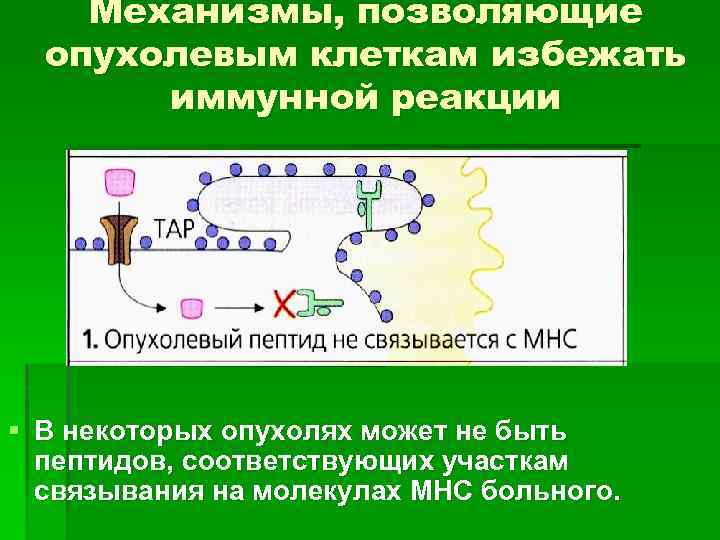 Механизмы, позволяющие опухолевым клеткам избежать иммунной реакции § В некоторых опухолях может не быть