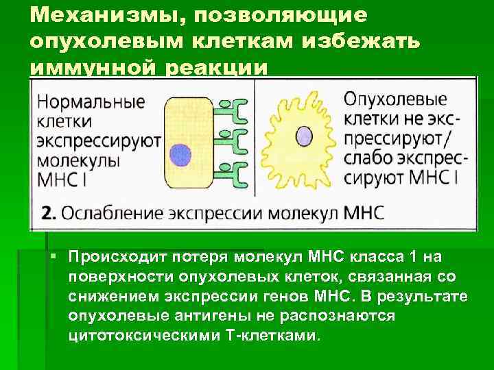 Механизмы, позволяющие опухолевым клеткам избежать иммунной реакции § Происходит потеря молекул МНС класса 1