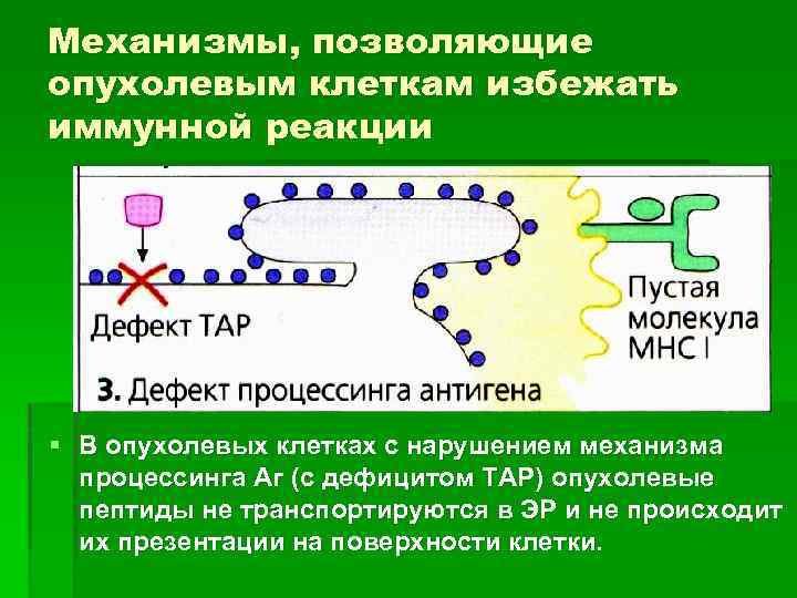 Механизмы, позволяющие опухолевым клеткам избежать иммунной реакции § В опухолевых клетках с нарушением механизма