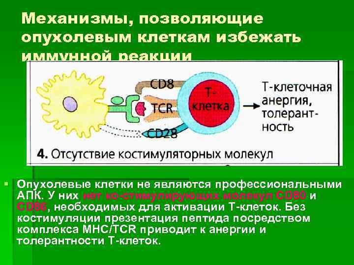 Механизмы, позволяющие опухолевым клеткам избежать иммунной реакции § Опухолевые клетки не являются профессиональными АПК.