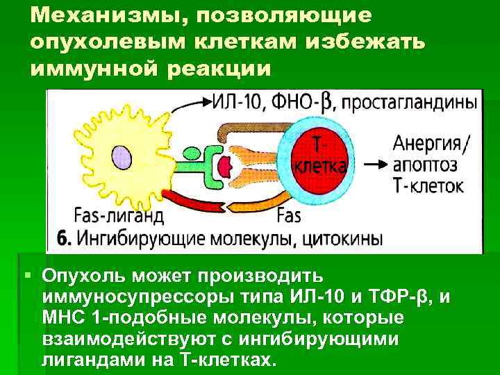Механизмы, позволяющие опухолевым клеткам избежать иммунной реакции § Опухоль может производить иммуносупрессоры типа ИЛ-10