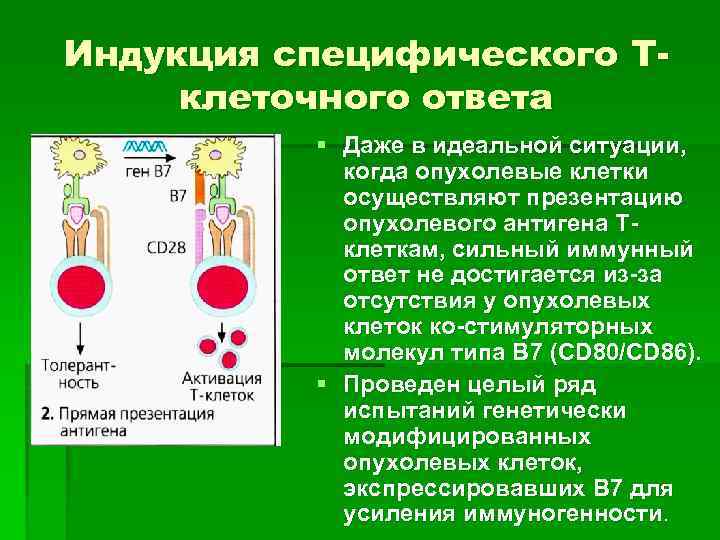 Индукция специфического Тклеточного ответа § Даже в идеальной ситуации, когда опухолевые клетки осуществляют презентацию