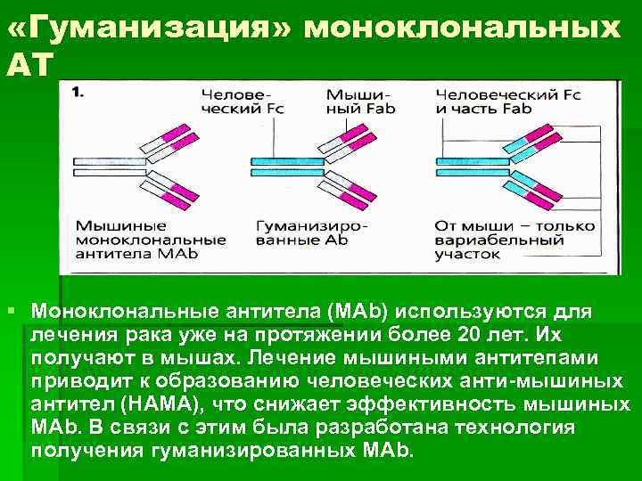  «Гуманизация» моноклональных АТ § Моноклональные антитела (МAb) используются для лечения рака уже на