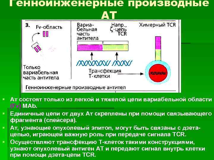 Генноинженерные производные АТ § Ат состоят только из легкой и тяжелой цепи вариабельной области