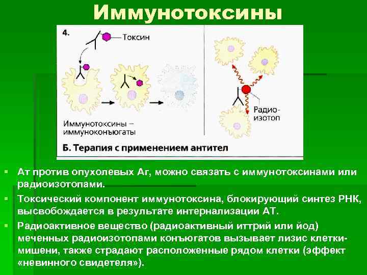Иммунотоксины § Ат против опухолевых Аг, можно связать с иммунотоксинами или радиоизотопами. § Токсический