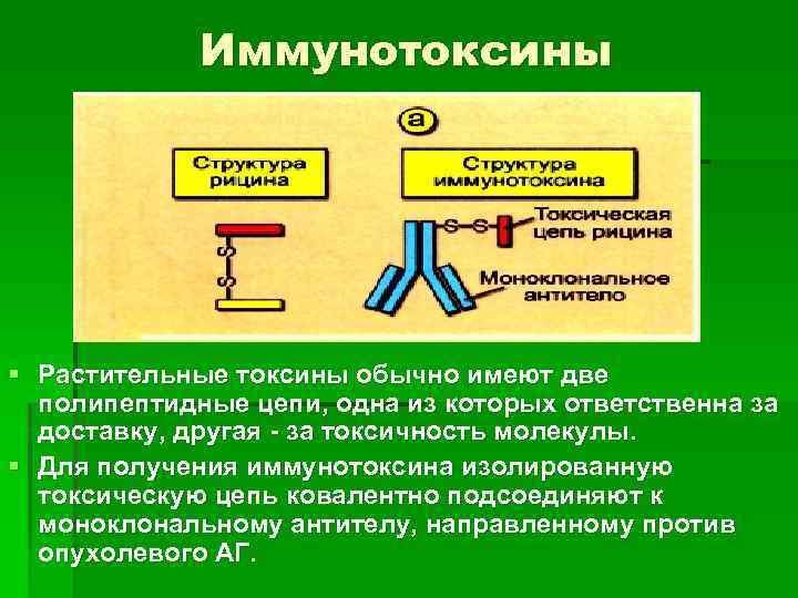 Иммунотоксины § Растительные токсины обычно имеют две полипептидные цепи, одна из которых ответственна за