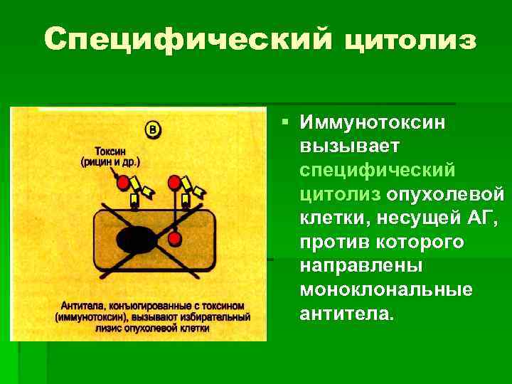 Специфический цитолиз § Иммунотоксин вызывает специфический цитолиз опухолевой клетки, несущей АГ, против которого направлены