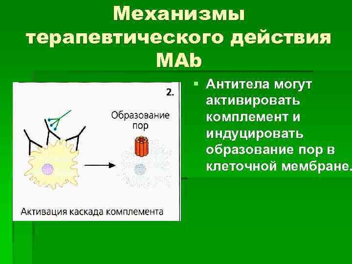 Механизмы терапевтического действия МАb § Антитела могут активировать комплемент и индуцировать образование пор в