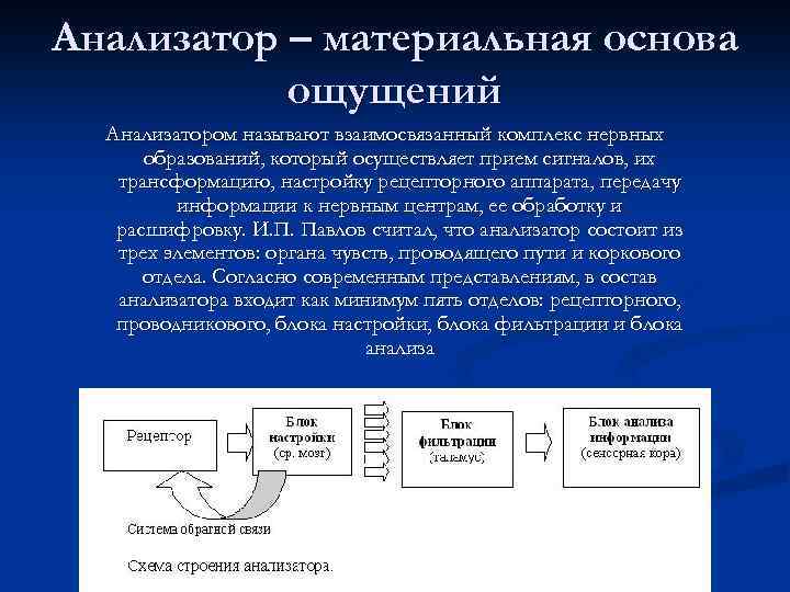 Анализатор – материальная основа ощущений Анализатором называют взаимосвязанный комплекс нервных образований, который осуществляет прием